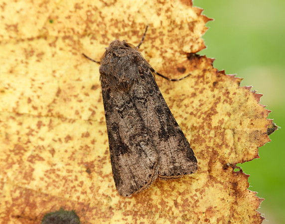 73.319 BF2087 Turnip Agrotis segetum
