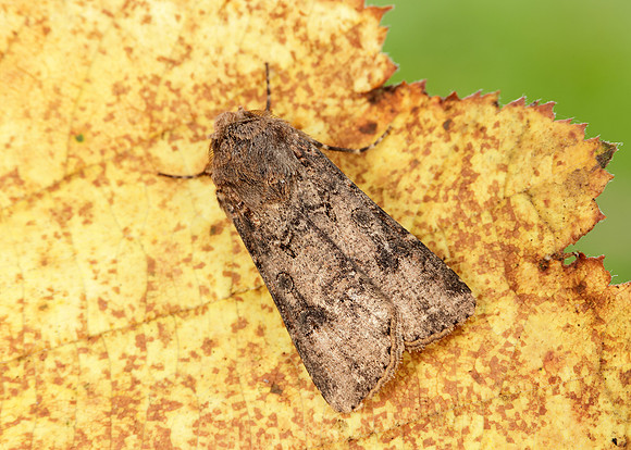 73.319 BF2087 Turnip Agrotis segetum