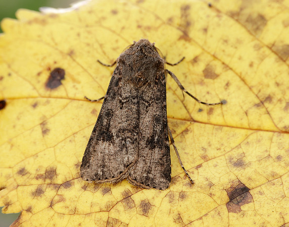 73.319 BF2087 Turnip Agrotis segetum
