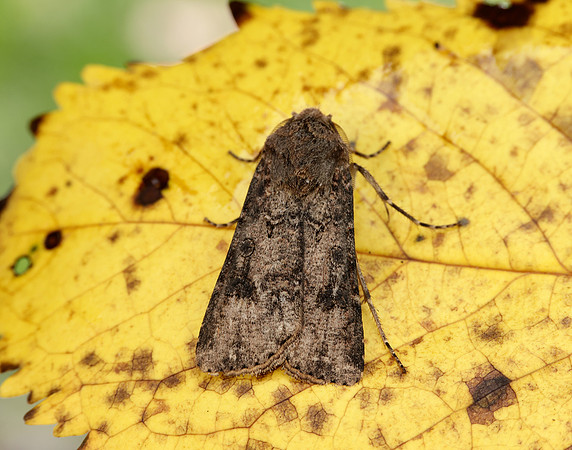 73.319 BF2087 Turnip Agrotis segetum