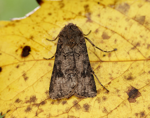 73.319 BF2087 Turnip Agrotis segetum