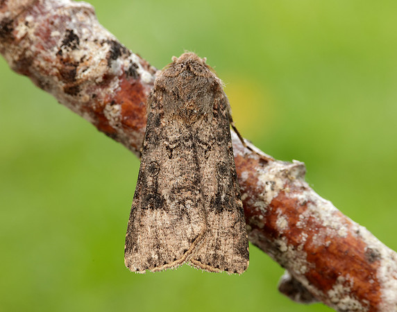 73.319 BF2087 Turnip Agrotis segetum
