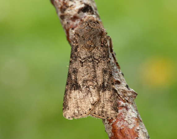 73.319 BF2087 Turnip Agrotis segetum