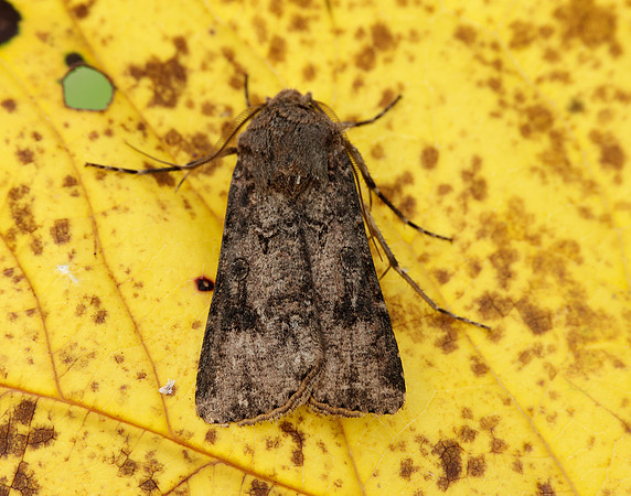 73.319 BF2087 Turnip Agrotis segetum