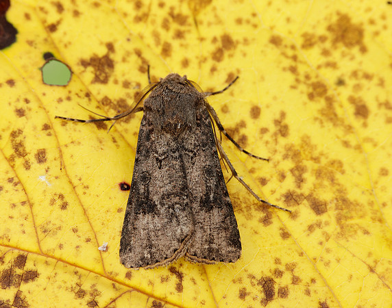 73.319 BF2087 Turnip Agrotis segetum