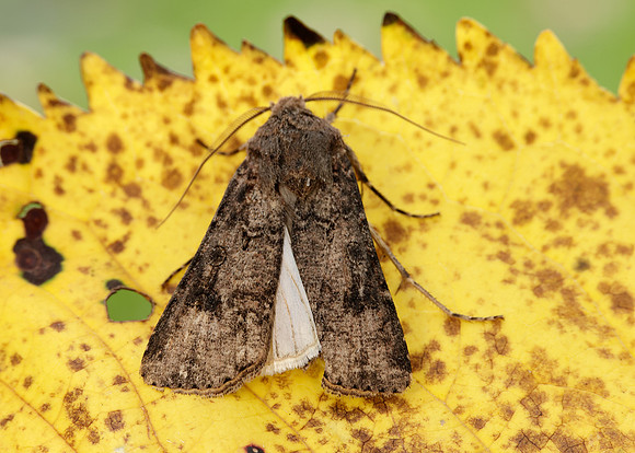 73.319 BF2087 Turnip Agrotis segetum