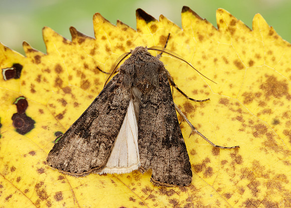 73.319 BF2087 Turnip Agrotis segetum