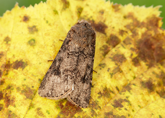 73.319 BF2087 Turnip Agrotis segetum