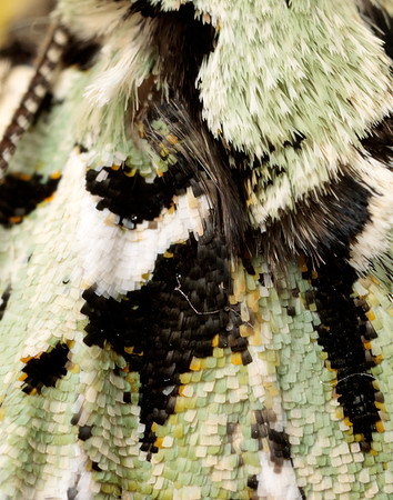 73.224 BF2247 Merveille du Jour Griposia aprilina