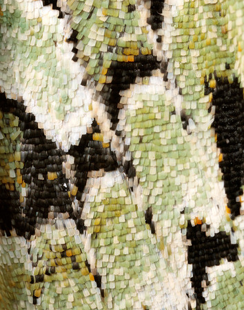 73.224 BF2247 Merveille du Jour Griposia aprilina
