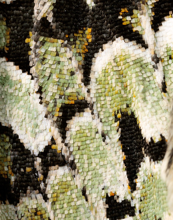 73.224 BF2247 Merveille du Jour Griposia aprilina