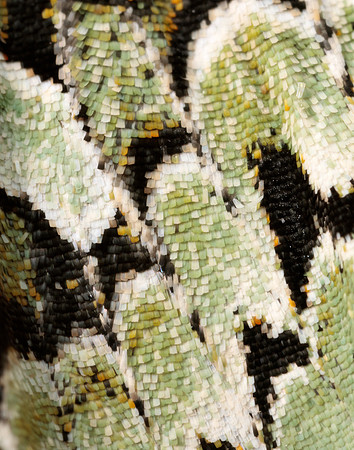 73.224 BF2247 Merveille du Jour Griposia aprilina