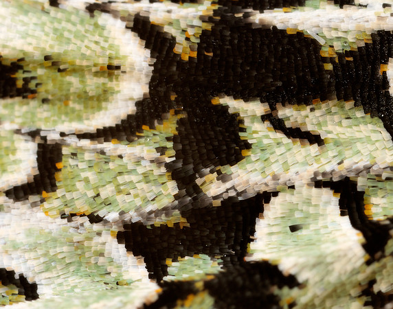 73.224 BF2247 Merveille du Jour Griposia aprilina