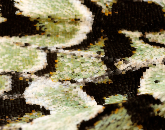 73.224 BF2247 Merveille du Jour Griposia aprilina