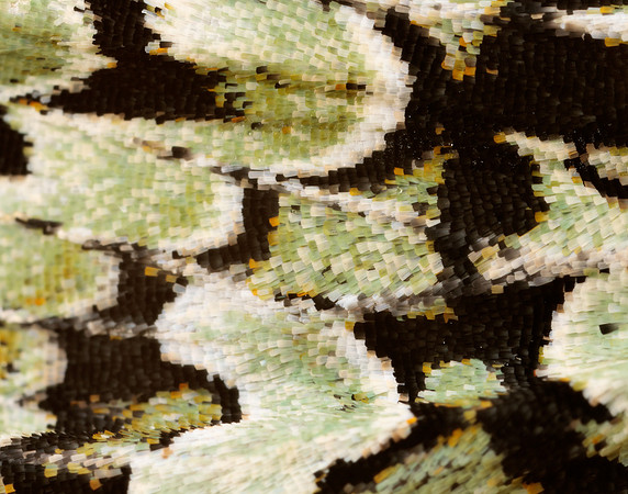 73.224 BF2247 Merveille du Jour Griposia aprilina