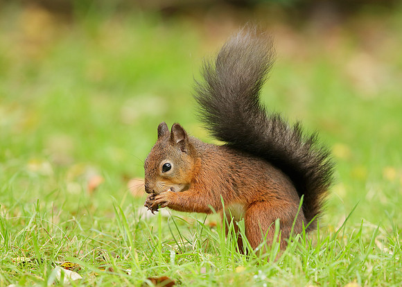 Red Squirrel Sciurus vulgaris