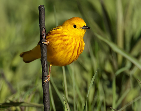 Yellow Warbler Setophaga petechia