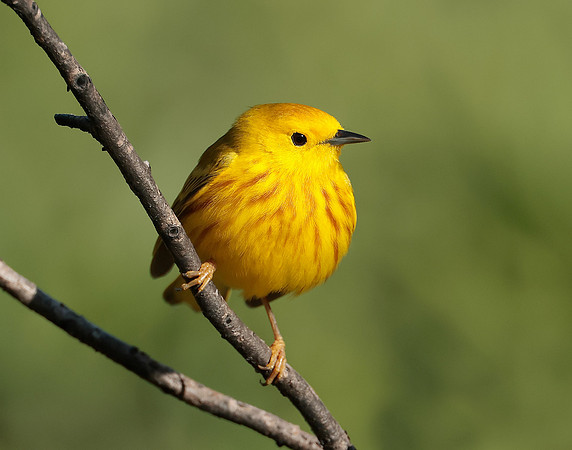 Yellow Warbler Setophaga petechia