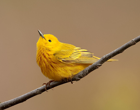 Yellow Warbler Setophaga petechia