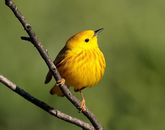 Yellow Warbler Setophaga petechia