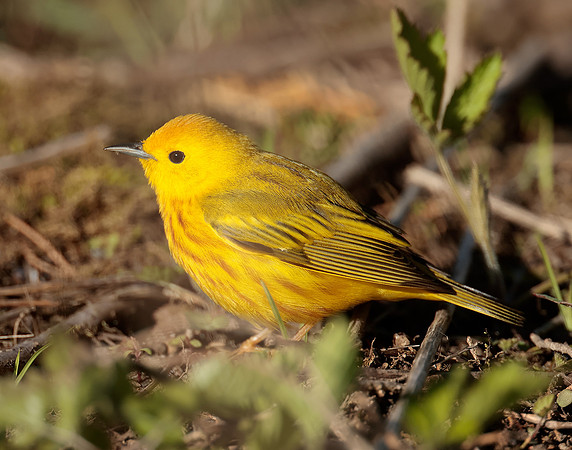 Yellow Warbler Setophaga petechia