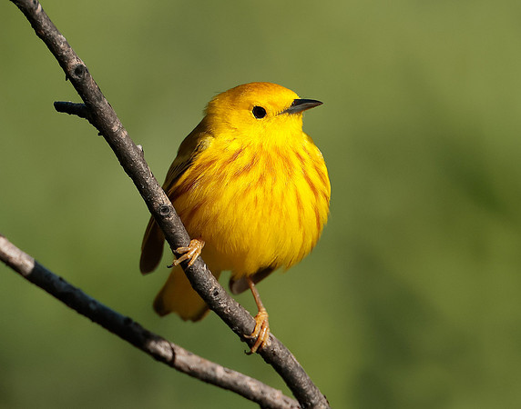 Yellow Warbler Setophaga petechia