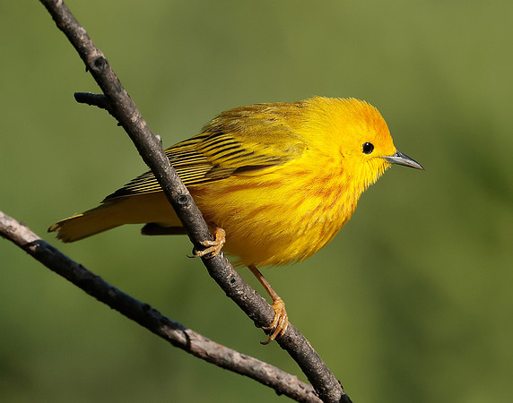 Yellow Warbler Setophaga petechia