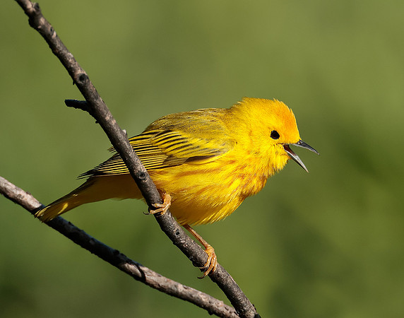 Yellow Warbler Setophaga petechia