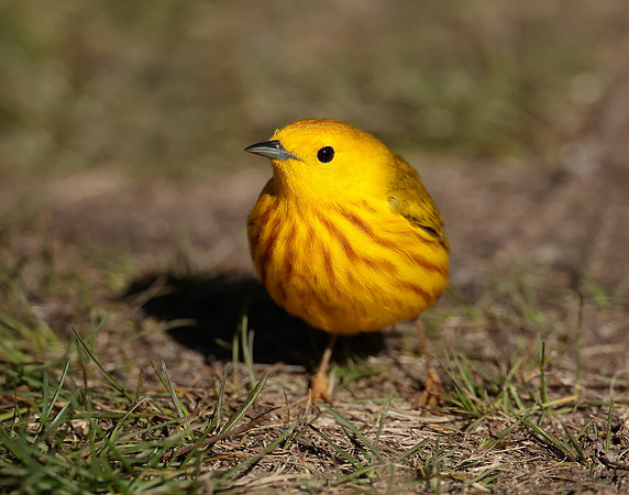 Yellow Warbler Setophaga petechia
