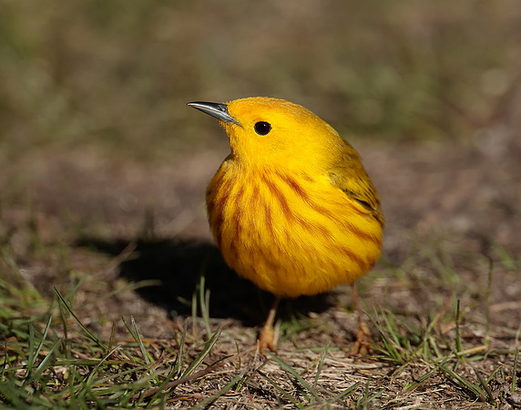 Yellow Warbler Setophaga petechia