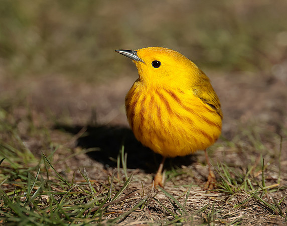 Yellow Warbler Setophaga petechia