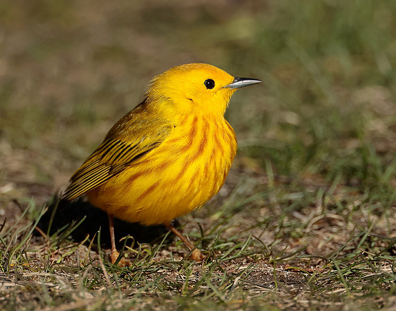Yellow Warbler Setophaga petechia