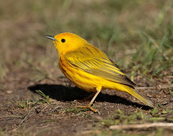 Yellow Warbler Setophaga petechia