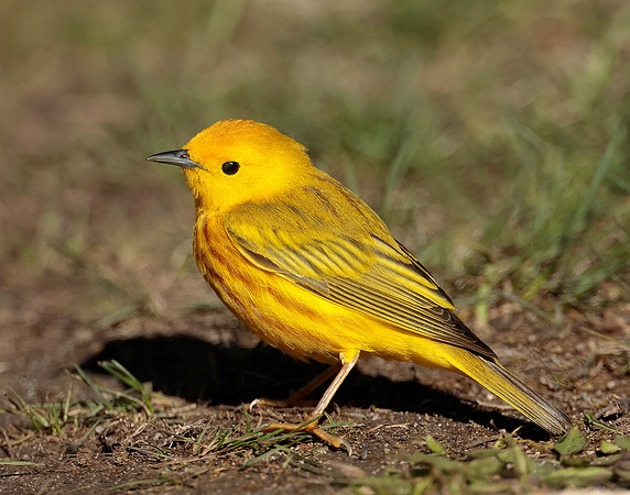 Yellow Warbler Setophaga petechia