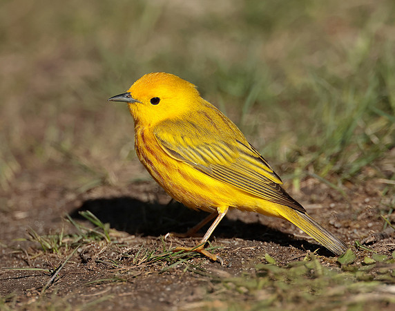 Yellow Warbler Setophaga petechia