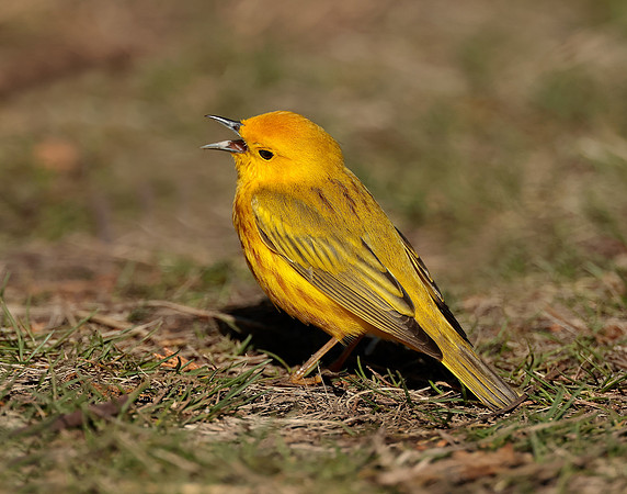Yellow Warbler Setophaga petechia