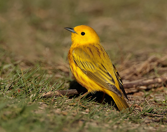 Yellow Warbler Setophaga petechia