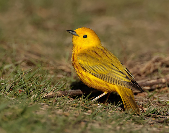 Yellow Warbler Setophaga petechia