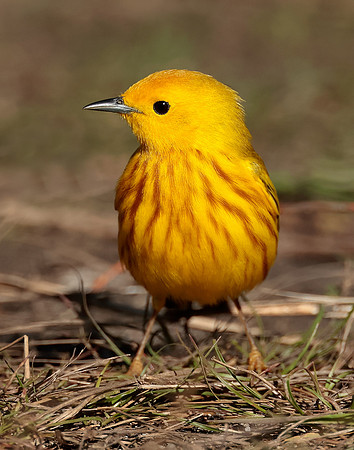Yellow Warbler Setophaga petechia