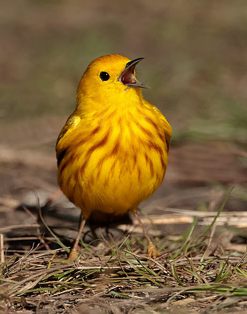 Yellow Warbler Setophaga petechia