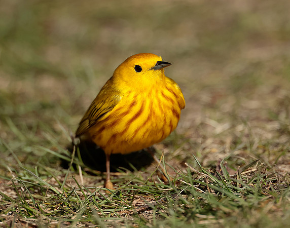 Yellow Warbler Setophaga petechia