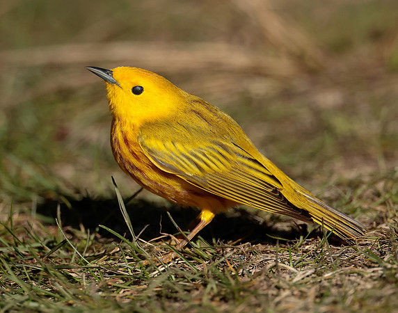 Yellow Warbler Setophaga petechia
