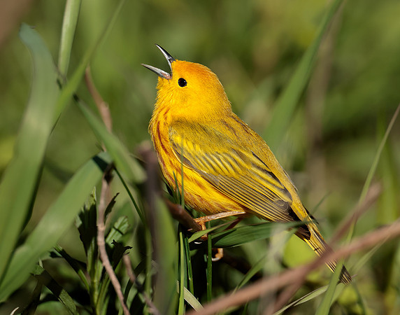 Yellow Warbler Setophaga petechia