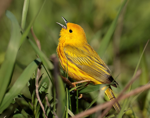 Yellow Warbler Setophaga petechia