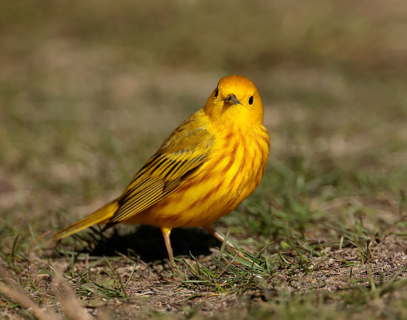 Yellow Warbler Setophaga petechia
