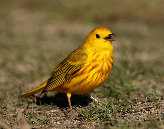 Yellow Warbler Setophaga petechia