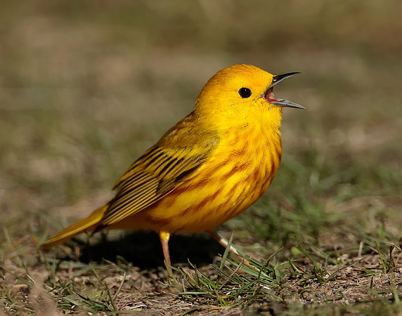 Yellow Warbler Setophaga petechia