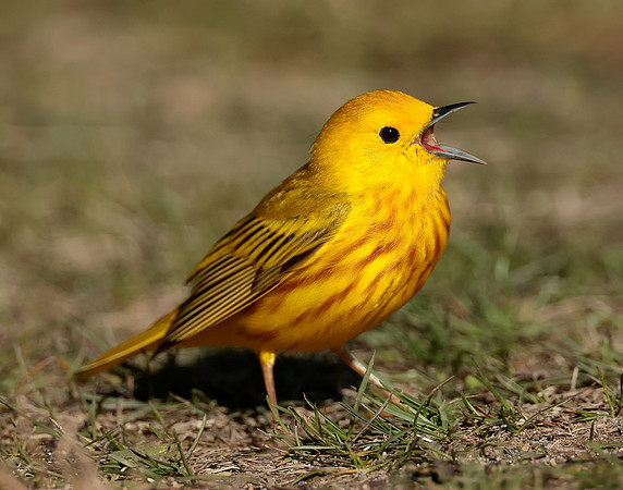 Yellow Warbler Setophaga petechia
