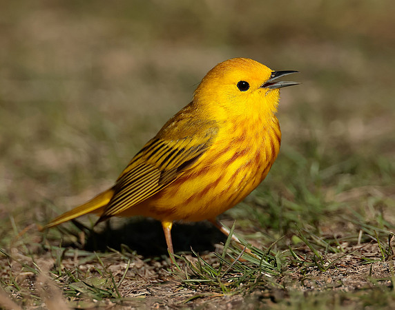 Yellow Warbler Setophaga petechia