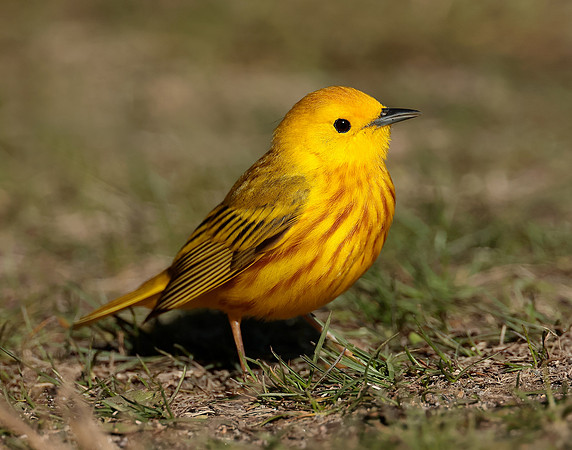 Yellow Warbler Setophaga petechia